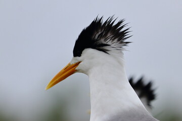 crested tern