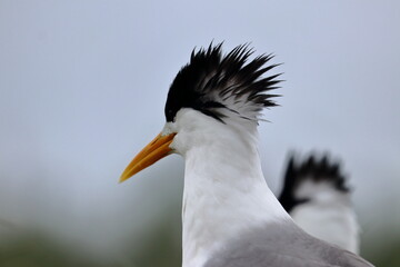 crested tern