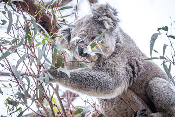 Koala Enjoying Eucalyptus Leaves High in a Tree, Raymond Island, Victoria, Australia