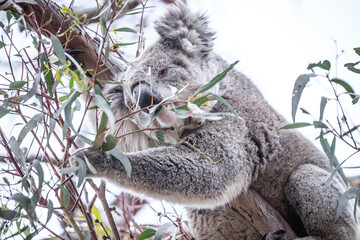 Koala Enjoying Eucalyptus Leaves High in a Tree, Raymond Island, Victoria, Australia