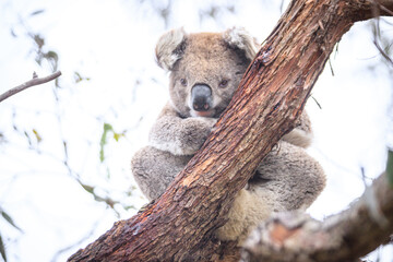 Koala Peacefully Sleeping While Hugging a Tree, Raymond Island, Victoria, Australia