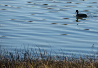 animals and plants of South Korea
