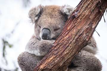 Koala Peacefully Sleeping While Hugging a Tree, Raymond Island, Victoria, Australia