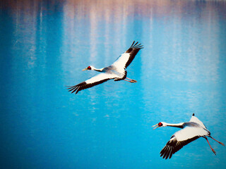 animals and plants of South Korea
