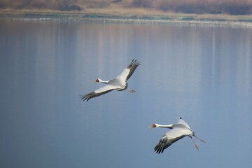animals and plants of South Korea
