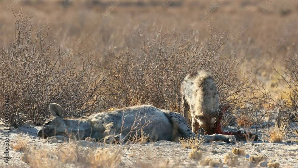 Wall mural spotted hyenas (crocuta crocuta) in natural habitat, kalahari desert, south africa