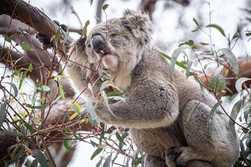 Koala Enjoying Eucalyptus Leaves High in a Tree, Raymond Island, Victoria, Australia