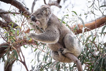 Koala Enjoying Eucalyptus Leaves High in a Tree, Raymond Island, Victoria, Australia