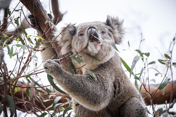 Koala Enjoying Eucalyptus Leaves High in a Tree, Raymond Island, Victoria, Australia