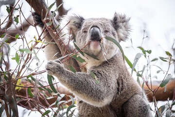 Fototapeta premium Koala Enjoying Eucalyptus Leaves High in a Tree, Raymond Island, Victoria, Australia