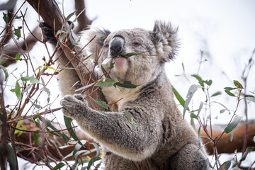 Koala Enjoying Eucalyptus Leaves High in a Tree, Raymond Island, Victoria, Australia