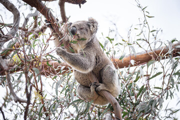 Koala Enjoying Eucalyptus Leaves High in a Tree, Raymond Island, Victoria, Australia