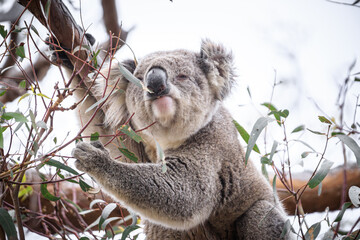 Koala Enjoying Eucalyptus Leaves High in a Tree, Raymond Island, Victoria, Australia