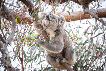 Koala Enjoying Eucalyptus Leaves High in a Tree, Raymond Island, Victoria, Australia