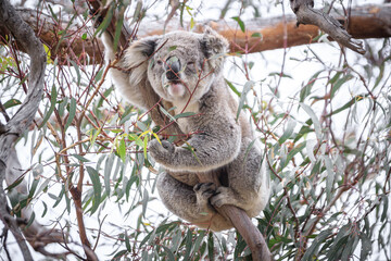 Koala Enjoying Eucalyptus Leaves High in a Tree, Raymond Island, Victoria, Australia
