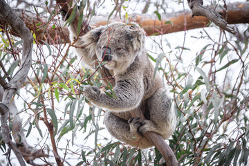 Koala Enjoying Eucalyptus Leaves High in a Tree, Raymond Island, Victoria, Australia