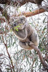 Koala Enjoying Eucalyptus Leaves High in a Tree, Raymond Island, Victoria, Australia