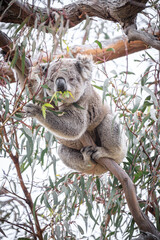 Koala Enjoying Eucalyptus Leaves High in a Tree, Raymond Island, Victoria, Australia