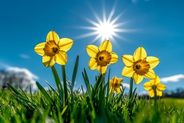 Obraz premium A low angle view of bright yellow daffodils in a field of green grass with a blue sky and bright sun overhead.