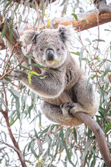 Fototapeta premium Koala Enjoying Eucalyptus Leaves High in a Tree, Raymond Island, Victoria, Australia