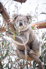 Koala Enjoying Eucalyptus Leaves High in a Tree, Raymond Island, Victoria, Australia