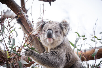 Koala Enjoying Eucalyptus Leaves High in a Tree, Raymond Island, Victoria, Australia