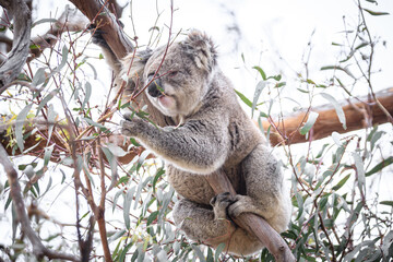 Koala Enjoying Eucalyptus Leaves High in a Tree, Raymond Island, Victoria, Australia