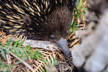 Close-Up of an Echidna Foraging in a Forest Habitat, Raymond Island, Victoria, Australia