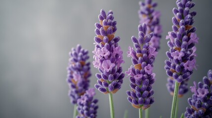 Obraz premium Close-up of Lavender Flowers
