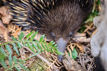 Close-Up of an Echidna Foraging in a Forest Habitat, Raymond Island, Victoria, Australia