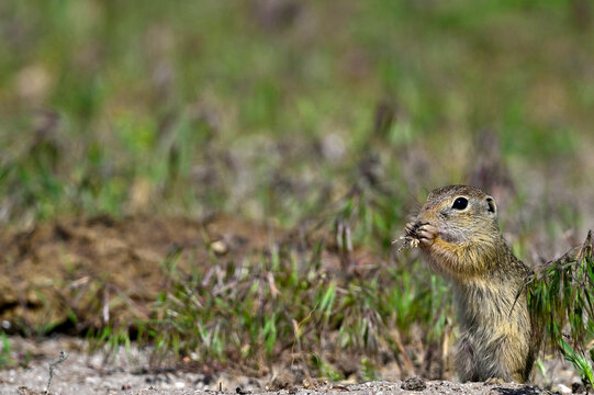 Europ&auml;ischer Ziesel // European ground squirrel (Spermophilus citellus) - Donaudelta, Rum&auml;nien