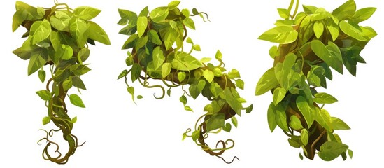 Obraz premium Twisted wild liana jungle vine tropical plant illustration on a white background with included clipping path