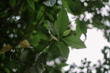 Leaves on a large tree swaying gently, highlighting nature's beauty and calm