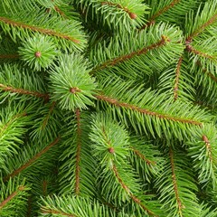 Fototapeta premium This flat lay layout is made up of Christmas tree branches. Nature New Year concept.