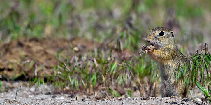 European ground squirrel // Europ&auml;ischer Ziesel (Spermophilus citellus) - Danube Delta, Romania