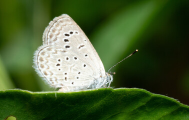 butterfly on a green leaf