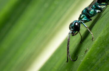 Macro of an emerald green cockroach wasp on leaf