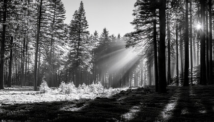 A serene forest scene in black and white, where tall trees, unrefined in their beauty, depend on the interplay of light.