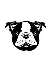 Peeking Boston Terrier | Boston Terrier | Domestic Animal | Peeking Animal | Dog Lover | Cute Terrier Dog | Fur Baby | Dog Peek a Boo | Original Illustration | Vector and Clipart | Cutfile and Stencil