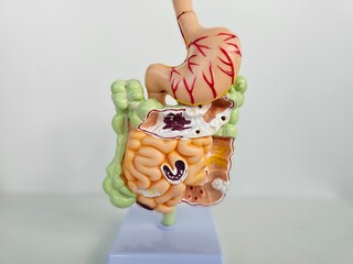 Intestine or bowel human anatomy model for study education medical course