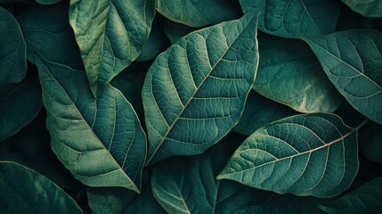 Obraz premium Textured Green Leaves Detailed Close-Up Background