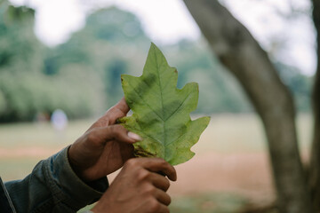 Close-up of a green leaf held by a person, highlighting its texture and freshness.