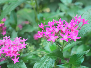 Fototapeta premium Pentas lanceolata ペンタス ピンク