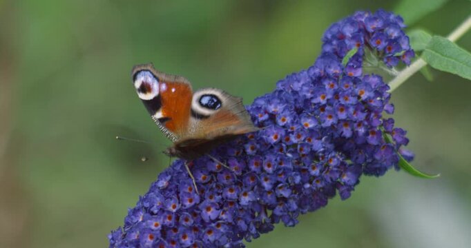 A slow-motion video captures the vibrant European peacock butterfly (Aglais io) feeding on a Buddleja Davidii 'Nanho Blue' flower, highlighting the details of nature. slowly moved by the wind