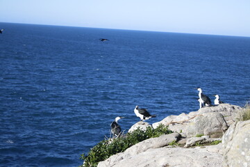 cormorant colony