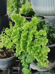 Small tree with beautiful green leaves in a pot in the garden.
