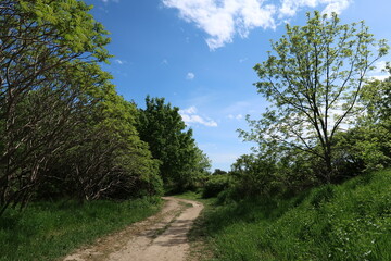 path in the park