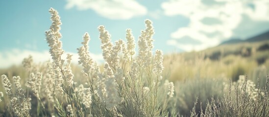 White Wildflowers in a Field Under a Sunny Sky