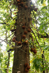 Fototapeta premium Couroupita guianensis, known as cannonball tree,is a deciduous tree in the flowering plant familyLecythidaceae. potential medicinal uses and cultural and religious significance