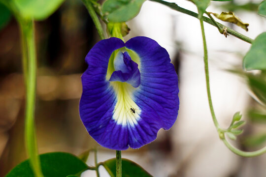 Clitoria ternatea, commonly known as Asian pigeonwings, bluebellvine, blue pea, butterfly pea, cordofan pea, Darwin pea or Sangu Pushpam Medicinal Live Plant